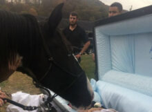 At-the-funeral-the-horse-bids-his-owner-who-never-gave-up-on-him-a-final-goodbye-II